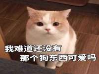 保定安双商贸有限公司