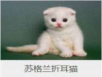 保定安双商贸有限公司
