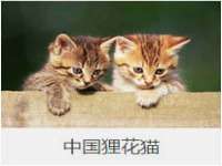 保定安双商贸有限公司
