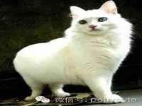 保定安双商贸有限公司