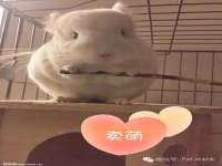 保定安双商贸有限公司