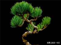 保定安双商贸有限公司